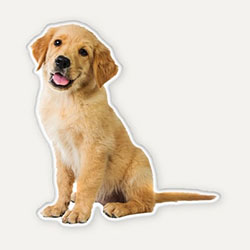 Pet Shaped Pillow