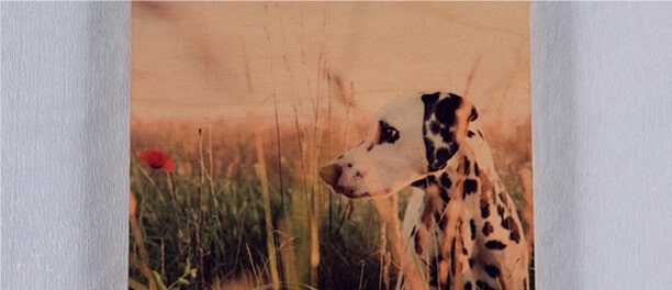 Pet Photos on Wood